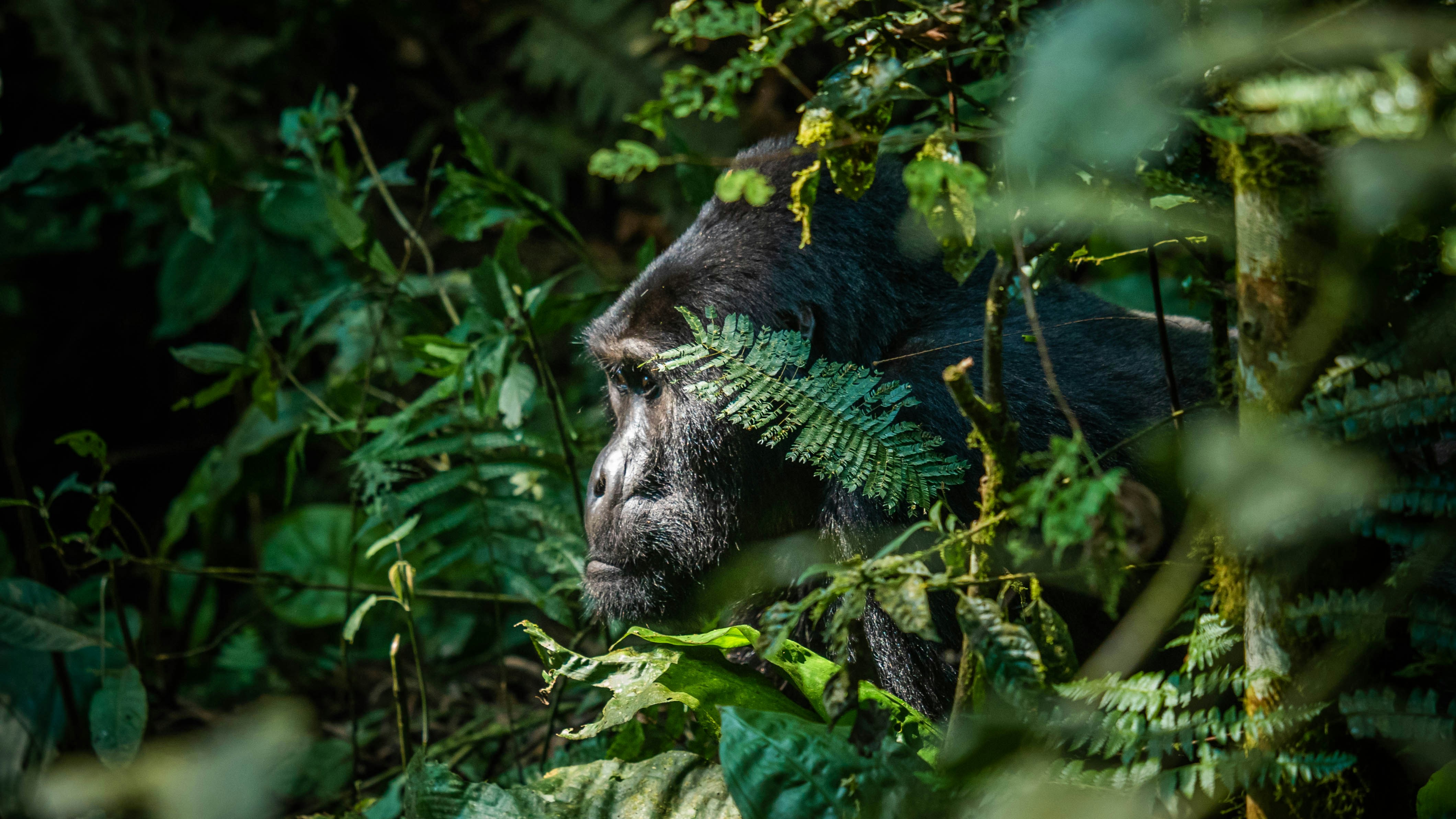 Uganda Raises Gorilla Tracking Fee