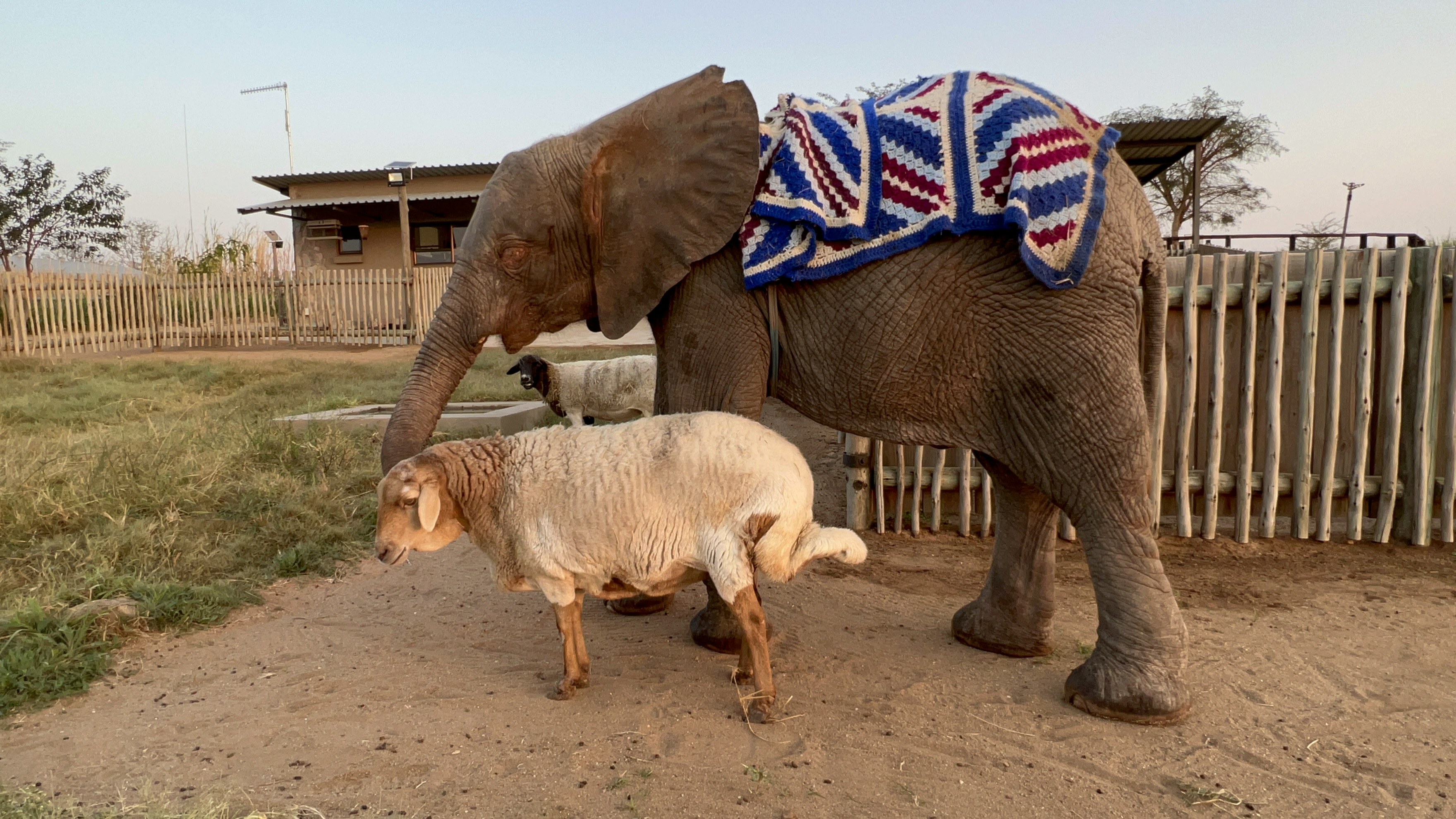 Monday Smile: Albino Elephant Orphan Turns 3 | Travel News