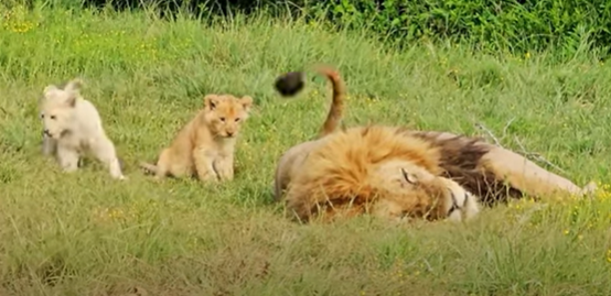 Monday Smile: Lion cubs get into trouble | Travel News