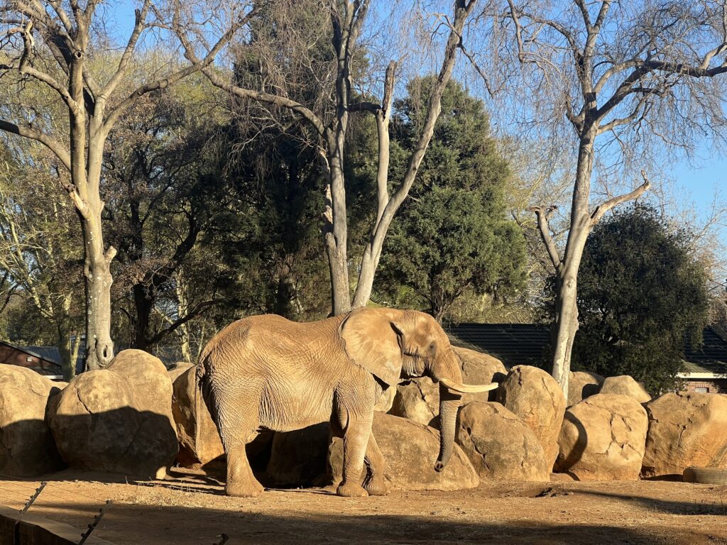 Monday Smile Charley the elephant retires from Pretoria Zoo