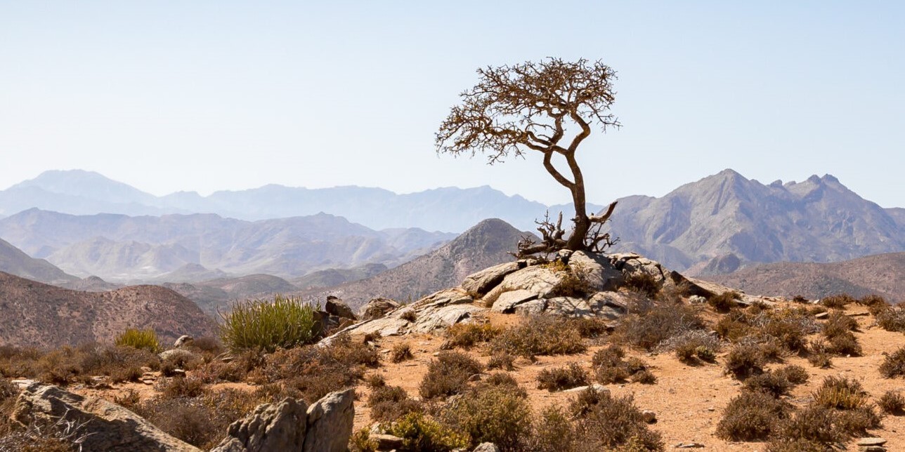 SA s first desert botanical garden opens