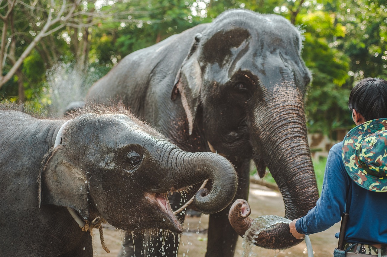 Thailand urged to tighten rules for elephant sanctuaries