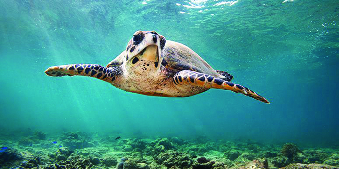 Monday Smile: World’s first symphony for turtles | Travel News