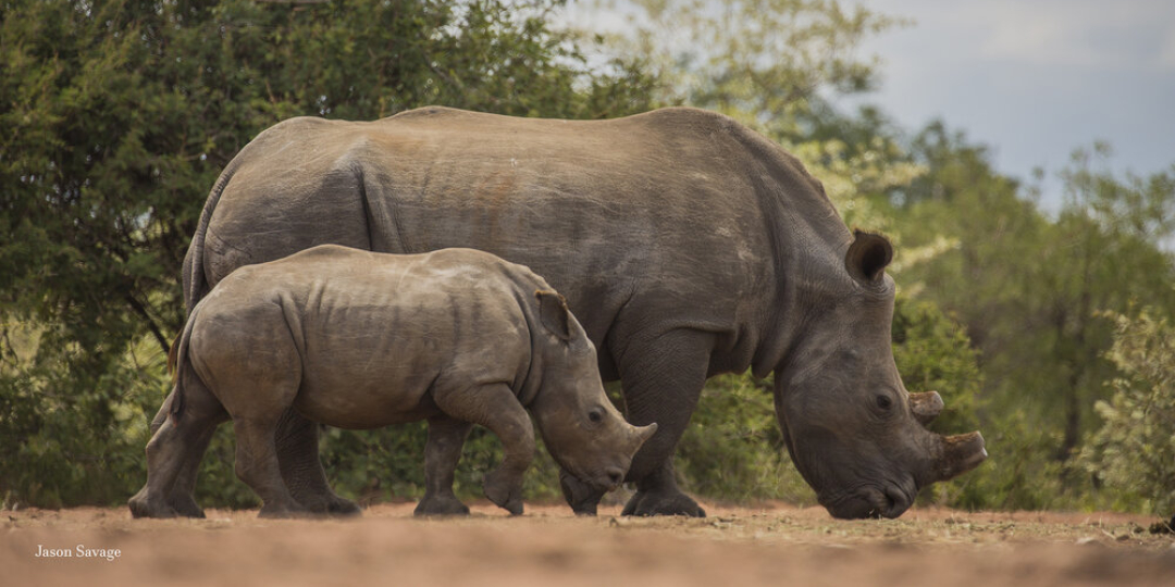 Monday Smile: Baby Rhino investigates | Travel News