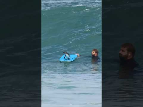 Source -Bodyboard South Africa via Daily Mail Cute YouTube